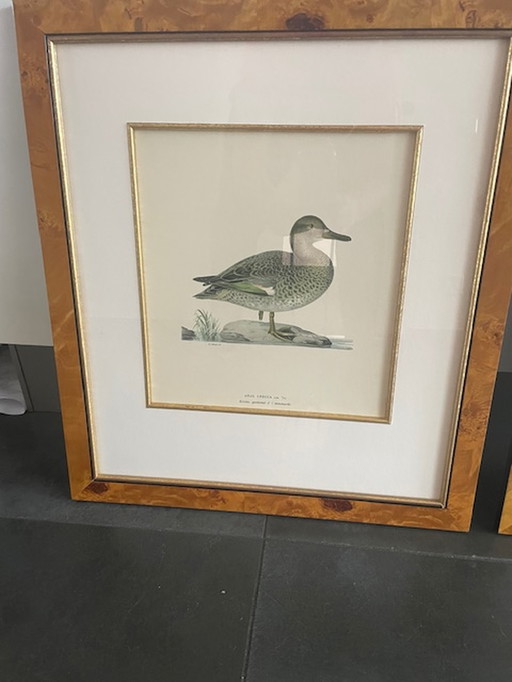 Wilhelm von Wright Lithographie Canard sauvage et sarcelle