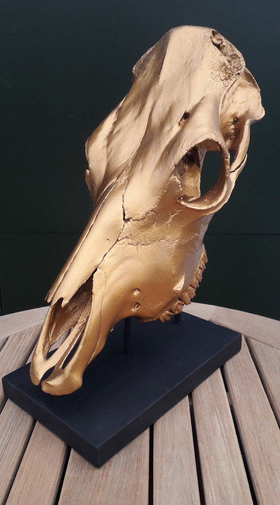 Image 1 of Teschio di mucca vero color oro alto 49 cm