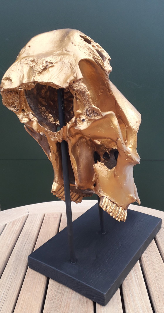 Image 1 of Teschio di mucca vero color oro alto 49 cm