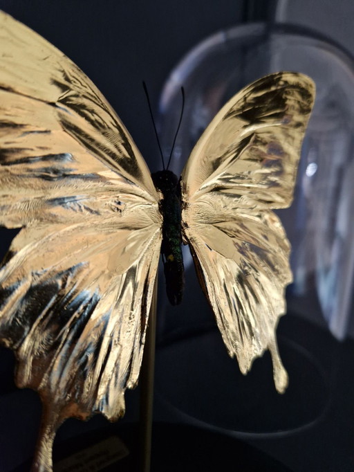 Genuine Butterfly 23Ct Gold Gilded And Mounted Under Glass Dome