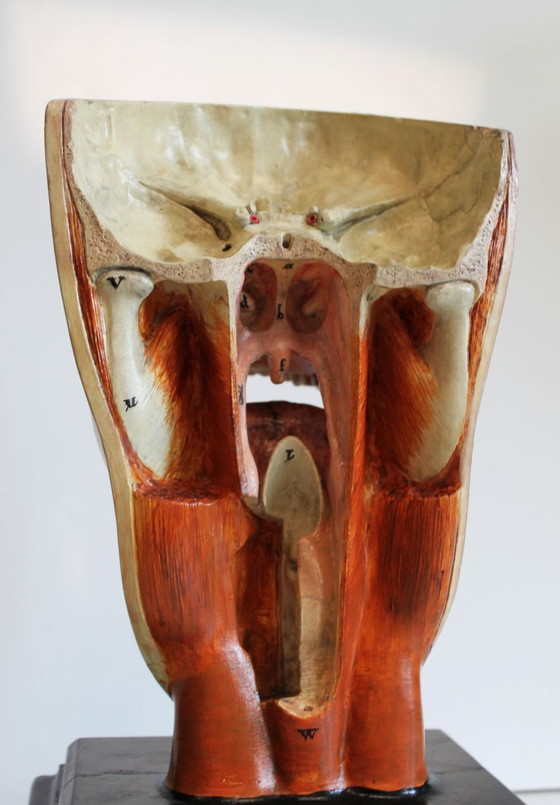 Image 1 of Modello anatomico Bock-Steger, Germania, 1890.