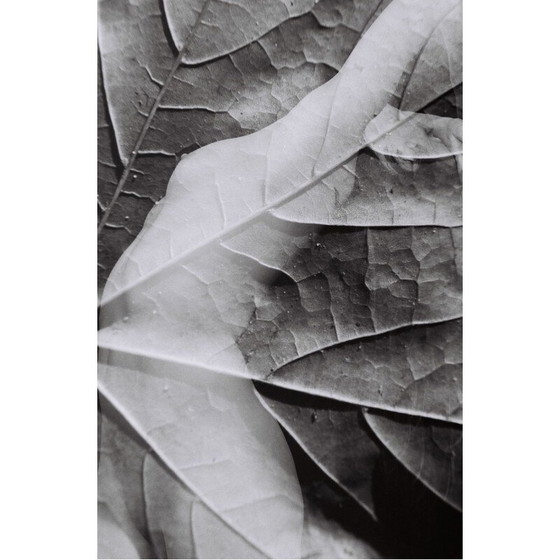 Image 1 of Dipinto d'epoca Natural Movements 11 di Meïdhy Bichon, 2019