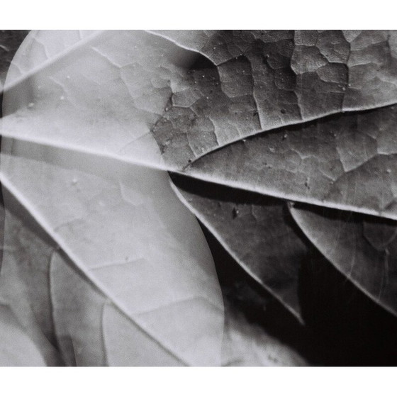 Image 1 of Dipinto d'epoca Natural Movements 11 di Meïdhy Bichon, 2019