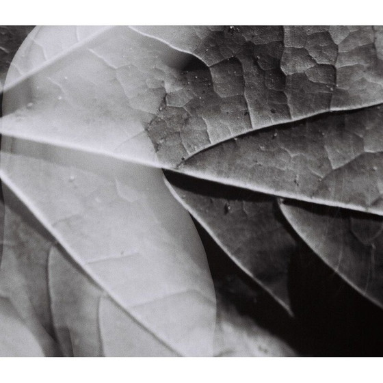 Image 1 of Dipinto d'epoca Natural Movements 11 di Meïdhy Bichon, 2019