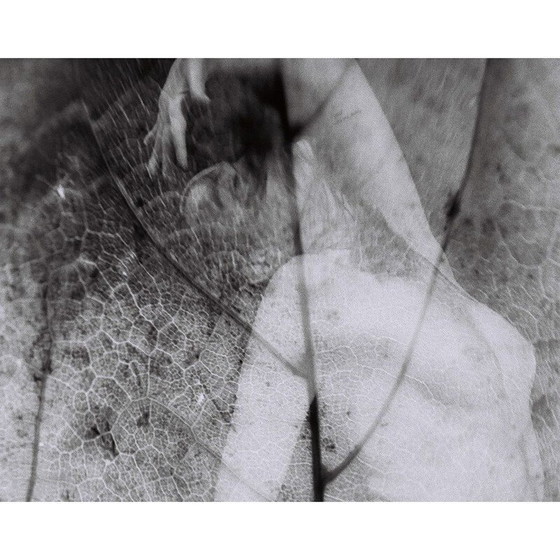 Image 1 of Dipinto d'epoca Natural Movements 10 di Meïdhy Bichon, 2019