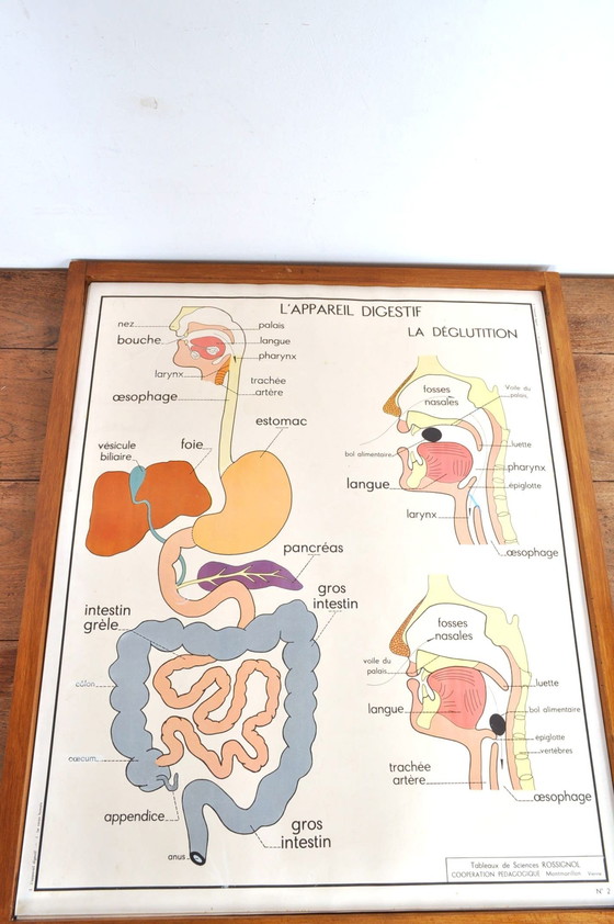 Image 1 of Vintage Change Frame Anatomy With 11 Double-Sided Plates