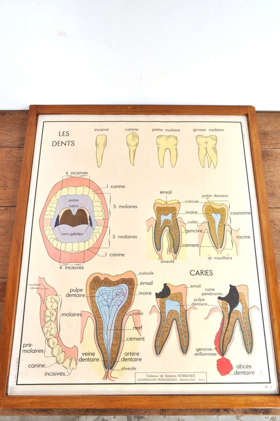Image 1 of Vintage Change Frame Anatomy With 11 Double-Sided Plates