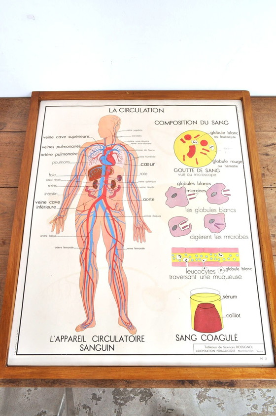 Image 1 of Vintage Change Frame Anatomy With 11 Double-Sided Plates