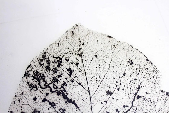 Image 1 of Tree leaf engraving by H Zimmermann 2000