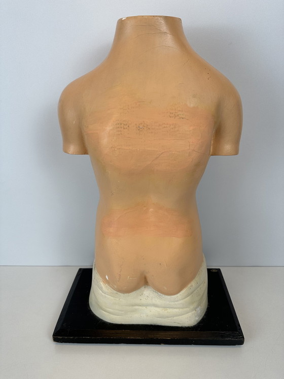 Image 1 of Antique Anatomical Model (Small) - Plaster And Papier Maché