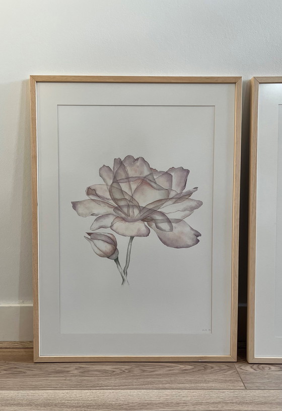 Image 1 of Impresión de bellas artes enmarcada: Rosa