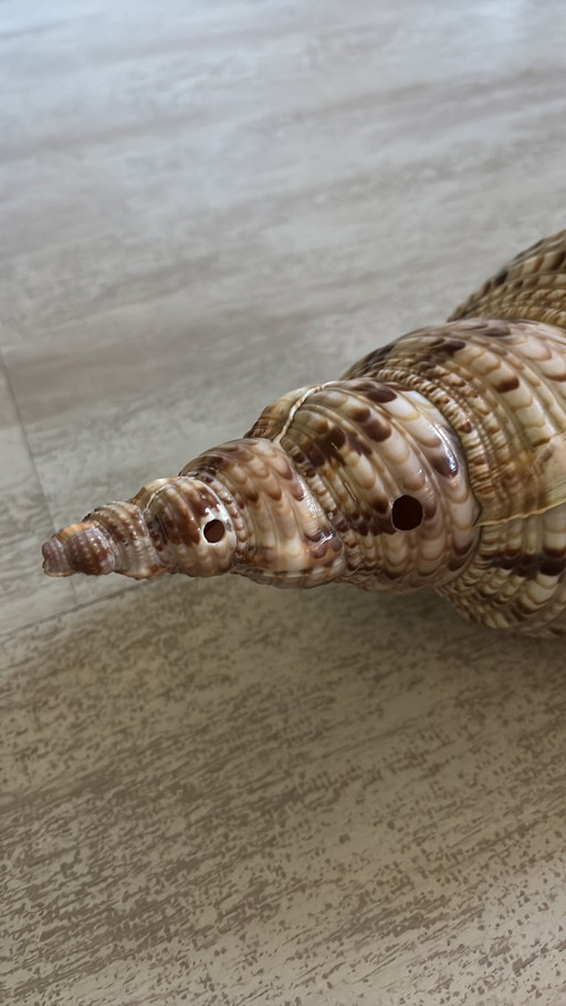 Majestic Triton Shell | Collector's Shells | Stunning Triton Shell | Triton Seashell | Shell Horn | Extra Large Triton Shell