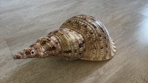 Majestic Triton Shell | Collector's Shells | Stunning Triton Shell | Triton Seashell | Shell Horn | Extra Large Triton Shell