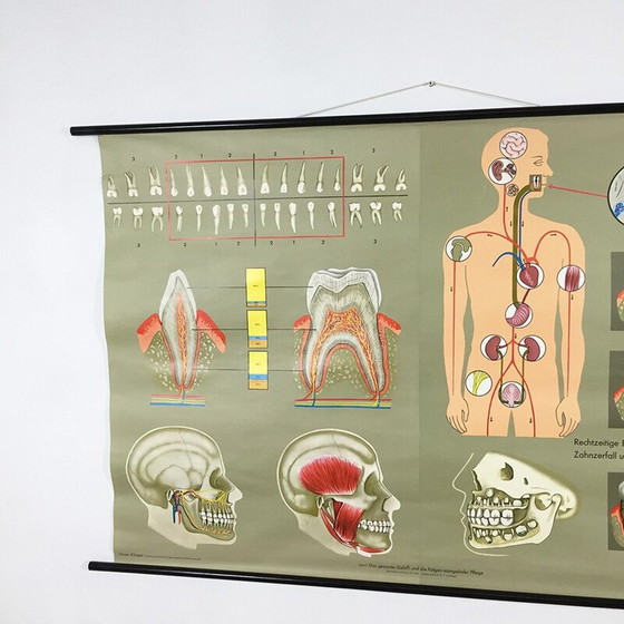 Image 1 of Vintage educational poster on teeth by Jung-Koch Quentell, 1960