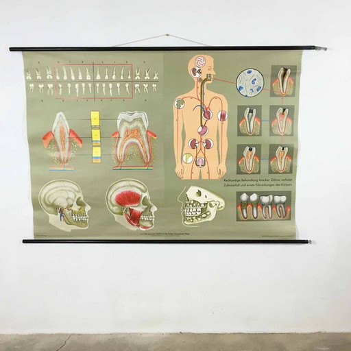 Vintage educational poster on teeth by Jung-Koch Quentell, 1960