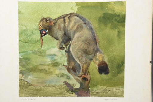 Arthur Seufert Chat sauvage, 2 aquarelles