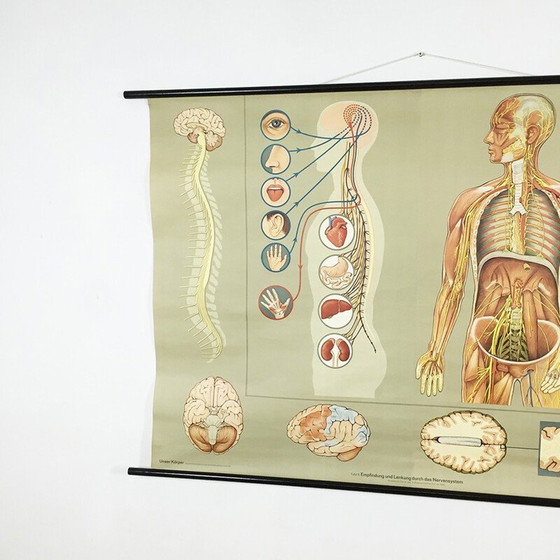 Image 1 of Vintage educational poster on the nervous system by Jung-Koch Quentell, 1960