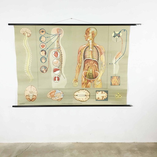 Vintage educational poster on the nervous system by Jung-Koch Quentell, 1960