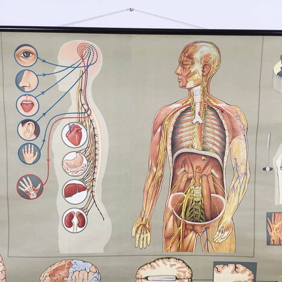 Image 1 of Vintage educational poster on the nervous system by Jung-Koch Quentell, 1960