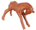 Goebel foal