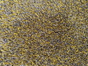 Desso carpet 275x375