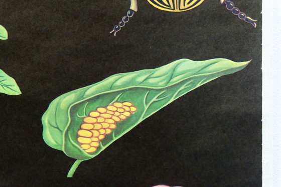Image 1 of vintage school chart potato botanical poster 1970s
