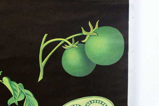 Image 1 of vintage school chart potato botanical poster 1970s