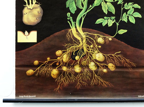 Image 1 of vintage school chart potato botanical poster 1970s