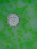 Respeel & van Spaendonck Poly-Poly scale