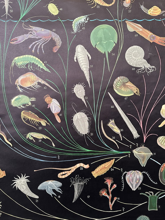 Image 1 of Poster vintage sulle relazioni del regno animale