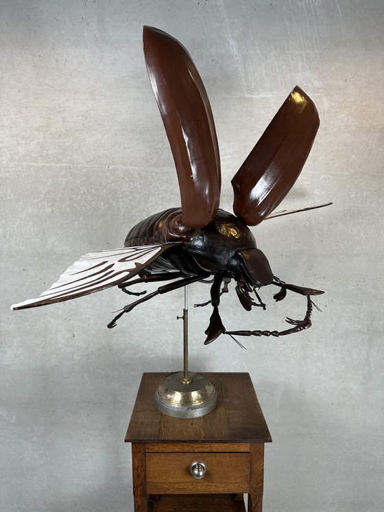 Image 1 of XXL didactic model 'the cockchafer'