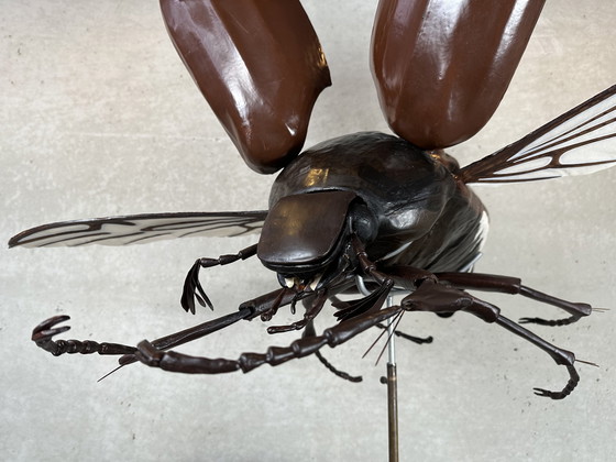 Image 1 of XXL didactic model 'the cockchafer'