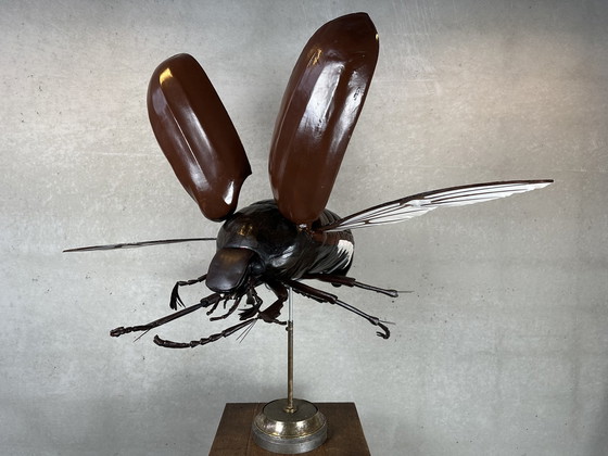 Image 1 of XXL didactic model 'the cockchafer'