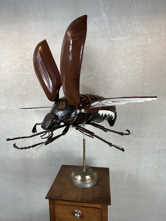 Image 1 of XXL didactic model 'the cockchafer'