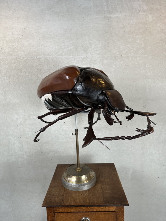 Image 1 of XXL didactic model 'the cockchafer'