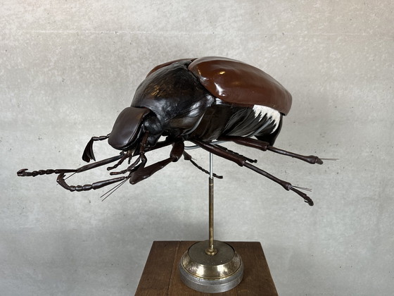 Image 1 of XXL didactic model 'the cockchafer'