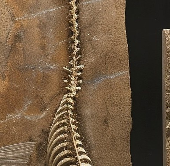 Image 1 of Requiem lithique