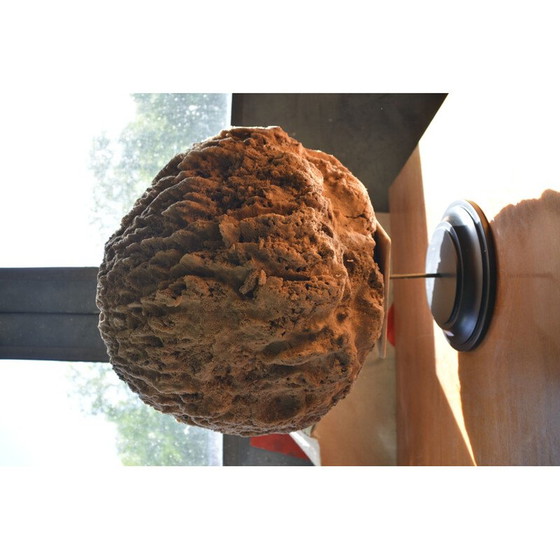 Image 1 of Éponge de mer vintage sur socle en bois noirci