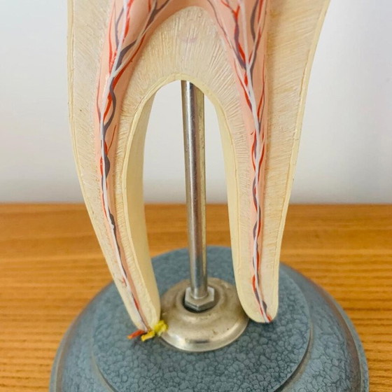 Image 1 of Peau vintage représentant une dent en bois