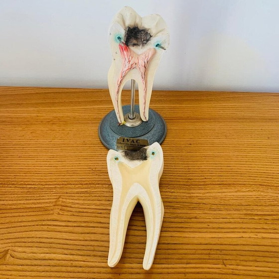 Image 1 of Peau vintage représentant une dent en bois