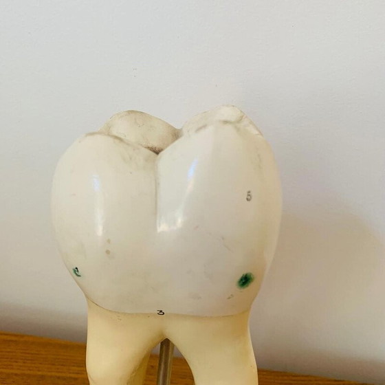 Image 1 of Peau vintage représentant une dent en bois