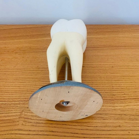 Image 1 of Peau vintage représentant une dent en bois