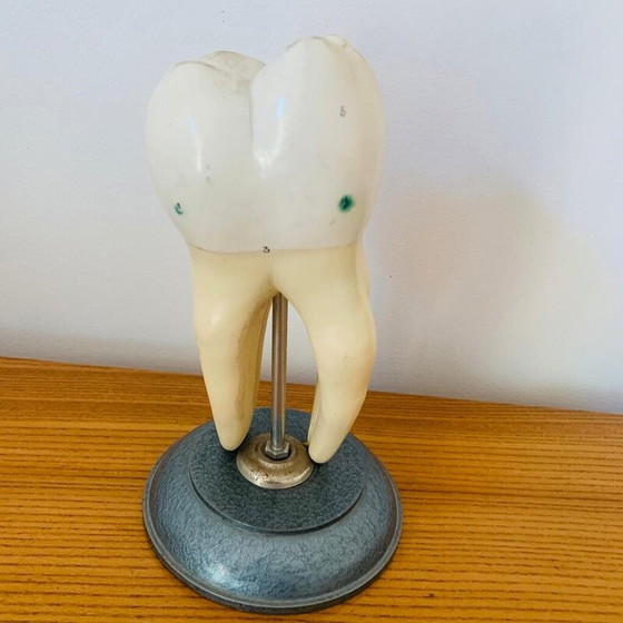 Image 1 of Peau vintage représentant une dent en bois