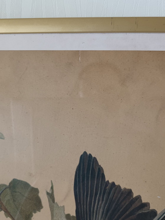 Image 1 of Gravure Oiseaux Ancienne Encadrée