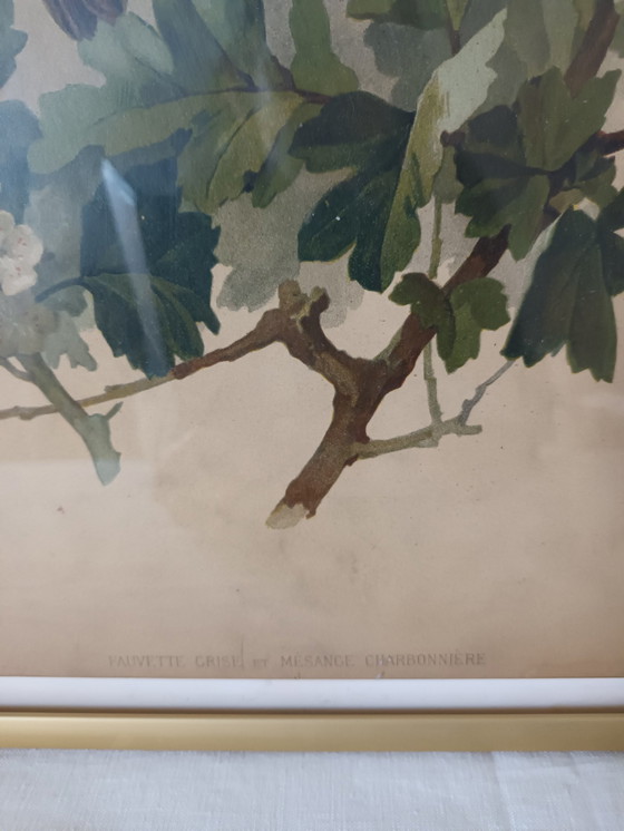 Image 1 of Gravure Oiseaux Ancienne Encadrée