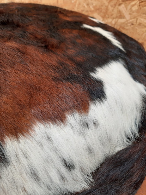 Image 1 of Pouf en peau de vache