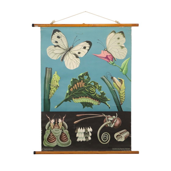 Image 1 of Carte scolaire vintage Le papillon