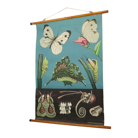 Image 1 of Carte scolaire vintage Le papillon