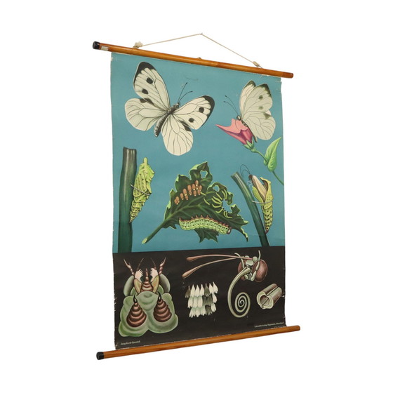 Image 1 of Carte scolaire vintage Le papillon