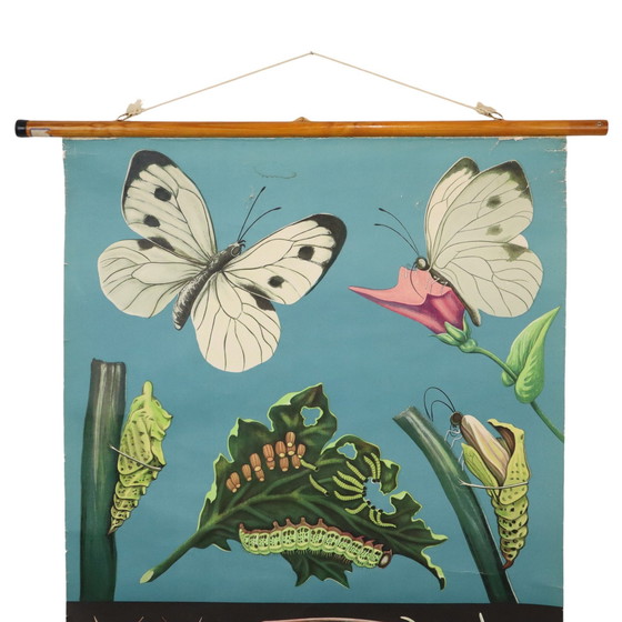 Image 1 of Carte scolaire vintage Le papillon